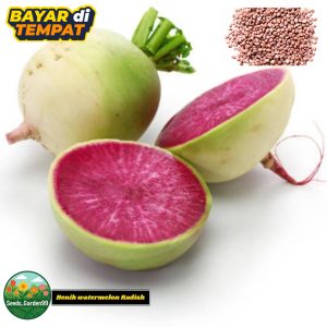 100 BUTIR BIJI/BENIH LOBAK SEMANGKA | WATERMELON RADISH