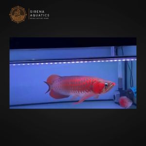 Zaohetian Arowana Tanning Light LED Lamp T8 with UVA/UVB - 45W 112CM for 4-5FT Tanks