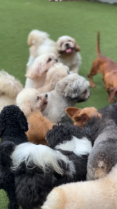 Cassiel Pet Nutriplus Gel Kucing Anjing - Atasi Hairball Bulu Lebat & Sehat Tingkatkan Imunitas