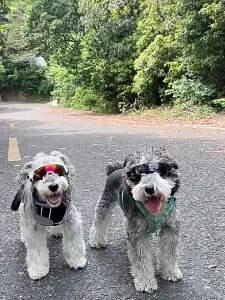 FCT | UV Windproof Dog Sunglasses