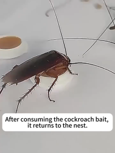 "[8 PCS/1 Box] Cockroach repellant Cockroach killer Cockroach trap Japan imported Anti cockroach Ipis killer Cockroach bait Cockroach killer for home Cockroach killer spray" cockroach gel  cockroach repellent