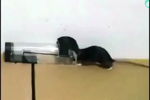 Smart Transparent Mouse Trap Rat Rodents Cage Rat Trap Box Automatic Lock Door Reusable High Sensitive Mice Catcher