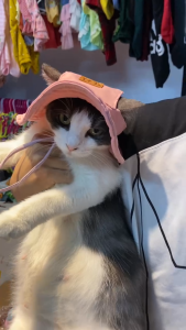 Mũ/Nón Tai Bèo Cho Chó Mèo Mũ Vải Che Nắng Mùa Hè Đi Biển Có Dây Điều Chỉnh Dành Cho Thú Cưng