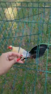 Anti Rust Chicken Cage Rooster Galvanized Wire Cages 80*80*100 / 100*100*120cm Sangkar Ayam Side Top Door Design Folded