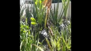 Barbadensis Giant Aloe vera plant barbaden aloe vera plants Aloevera plants aloevera live plants aloe vera leaves