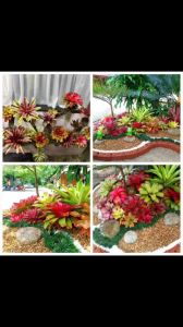 Dứa màu Nam Mỹ vẻ đẹp hoang dã tropical điểm nhấn độc đáo cho khu vườn của bạn Minh Hân Garden