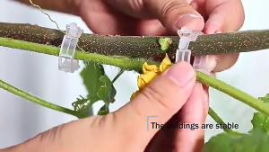 Bộ 100 Kẹp Cây/ Kẹp Cây Con Treo/ Kẹp Nhánh Ràng Buộc/ Kẹp Dây Leo Treo/ Kẹp Cố định Dây Leo
