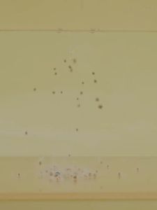 nsanty Toilet Sand Cooling Bedding Litter Sand 宠尚天仓鼠尿砂用品垫沙垫料金丝熊厕所除臭夏天消暑尿沙木屑 抗菌除臭，吸水性强，预防皮肤病 Anti fungalHigh assorbentAnti dermatosis  天然降温效果 Natural cooling effect  不添加任何香精，少粉尘，避免刺激仓鼠呼吸系统和眼睛 Dust free and without essence to prevent respiratory system an