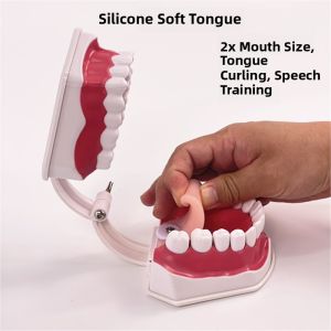 Baby Teeth Training Model Oral Muscle Teaching Tool for Kindergarten Early Education Brushing Teeth Speech Children Props