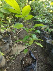 tanaman kelengkeng diamon cepat berbuah tinggi 30cm dan lebat