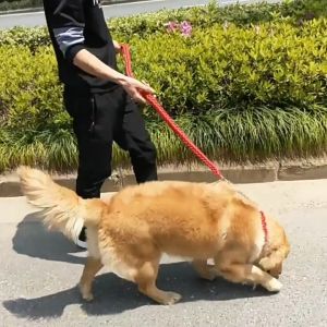 Bộ dây dắt cho Chó Lớn kèm vòng cổ bằng 8 sợi dây thừng bện chắc chắn - Love Pets Shop