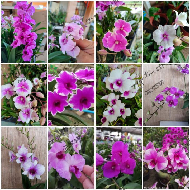 рџ ђorkid Mini Dendro Rajin Bunga Sesuai Untuk Newbie рџњё Lazada