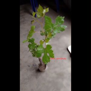 Bibit Anggur Import Jupiter Asli Grafting Super