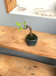 Bonsai Mini Lâm Vồ – Dáng Thân Độc Đáo Tán Xanh Gọn Đẹp