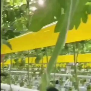 Yellow Insect Barrier Tape for Trees – Strong Adhesive Double-Sided Protection Against Moths Ants & Crawling Insects