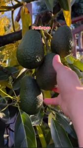 {\n    \"article\": \" Bibit Alpukat Hass Australia Original Super