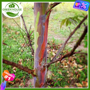 Green House® - Bagras Eucalyptus Rainbow Tree Seeds for Planting Trees (20 Seed) incl. Instruction