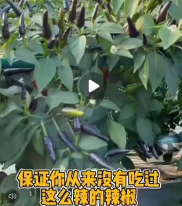 Benih Cili Padi Ungu/Benih Cili Amethyst(30/80 Seeds)/紫晶小辣椒籽/Amethyst Purple Chili Seeds/Purple Ornamental Pepper Seeds