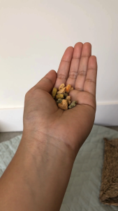 Pumpkin Pie Bites | No Furries Delights | Small Animal & Bird Treats