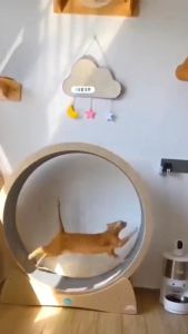 F&G Treadmill kucing peliharaan rol diam olahraga kebugaran kucing roda lari kayu solid mainan roda kucing