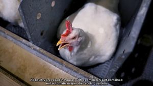 Cánh gà CP 500g - thịt gà cp tươi sạch