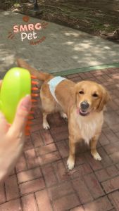 SMR Pets Multifunctional 3 in 1 Pet Brush with Steamer Water Mist Comb Rechargeable for Dogs Cats Waterproof