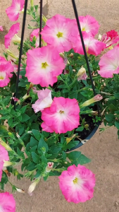 Benih PETUNIA PINK (isi-7) Biji Bibit Bunga