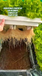 HYDROPONICS STARTER KIT 4 - GRANULAR NUTRIENT SOLUTION/TUNABOX 15HOLES/4KINDS OF LETTUCE SEEDS/WITH MANUAL