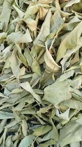 LÁ VỐI KHÔ 1KG *TRÀ LÁ VỐI thơm ngon MỚI HÁI