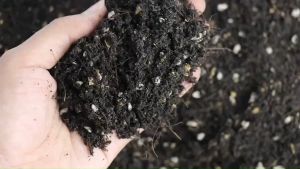 1 หมายเหตุ: ปลูก ดินปลูก ดินปลูกต้นไม้ ดินปลูก ดินปลูกผัก ดินปลูก ดินหมัก