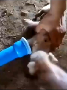 Piglet Rebreather for Pigs Dogs Sheep - Food Grade PP Airtight Suction Device