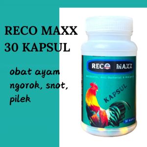 RECO MAXX 30 KAPSUL - obat ayam ngorok snot pilek