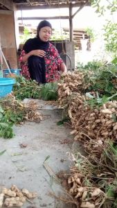 Benih Kacang Tanah Gajah Jumbo 1 kg Unggul Urban Farming