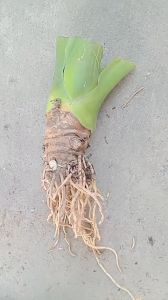 cây ráy voi thân lùn  cây lớn trồng kiểng