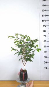 Cây Giống Me Thái Lan  - Me Ngọt Chiết Chuẩn Giống - Trái To Cơm Dày Ngọt Ngon - Cây Gi ống Vân Anh