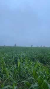 4Tree ฮอรโมนพืช โฟร์ทรี 1 กล่อง  10  ซอง ส่งฟรี ขายดีมาก