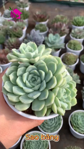 Sen Đá Sao băng size bầu 5-7 cm cây già khỏe