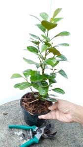 ต้นสาลิกาลิ้นทอง สาลิกาลิ้นทอง ในกระถาง 5-6 นิ้ว มั่งมีเงินทองดังชื่อ