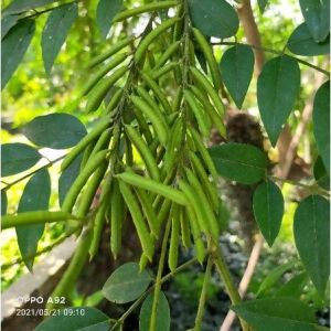 Tanaman Indigofera Pakan Ternak Berprotein