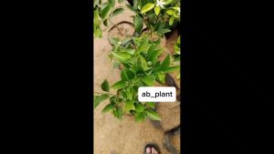 Bibit Jeruk Siam Madu Berbuah Asli Malang Okulasi Cangkok