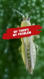 Mahakam Abacross 50 EC 500 ml Insektisida Pestisida Pembasmi Hama Tanaman Cabai