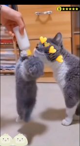 SUSU KUCING KONEKO MILK CAT 200GR 11 SACHET 200 GR SUSU KUCING KONEKO 200GR MINUM MINUMAN SUSU BUBUK ANAKAN BAYI KUCING KITTEN ANABUL ADULT CAT MILK