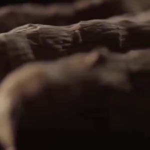 Shampoo Black Herbal Natural Polygonum Perawatan Rambut Anti Uban Penghilang Uban Permanen Di Usia Muda Penutup Rambut Uban Shampo