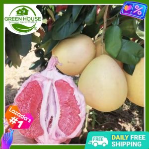 Green House® - Pomelo/Suha Davao Seeds for Planting Vegetable Plants F1 (5 Seed) incl. Instructions Citrus Fruit Plant