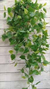 Giỏ treo lá giả cắm sẵn treo tường lá xanh lá nho lá rùa..VI169 ( giỏ thép dài 85 cm) hoa giả trang trí