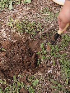 Top Picks for Garden Planting Accessories: Digging Wild Vegetables Shovels & Garlic Planting Tools