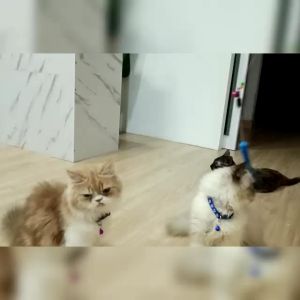 ไม้ตกแมว ของเล่นแมว ไม้ตกแมวแบบสปริง มีเก็บเงินปลายทางได้