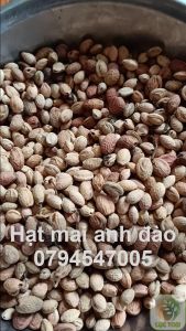 500gram hạt mai anh đào giống
