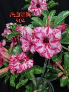 Adenium Kemboja Bonsai ID:904/富贵花