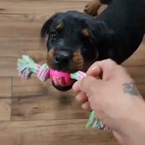 Mainan gigit pembersih gigi bola tali simpul anjing bahan TPR tidak beracun